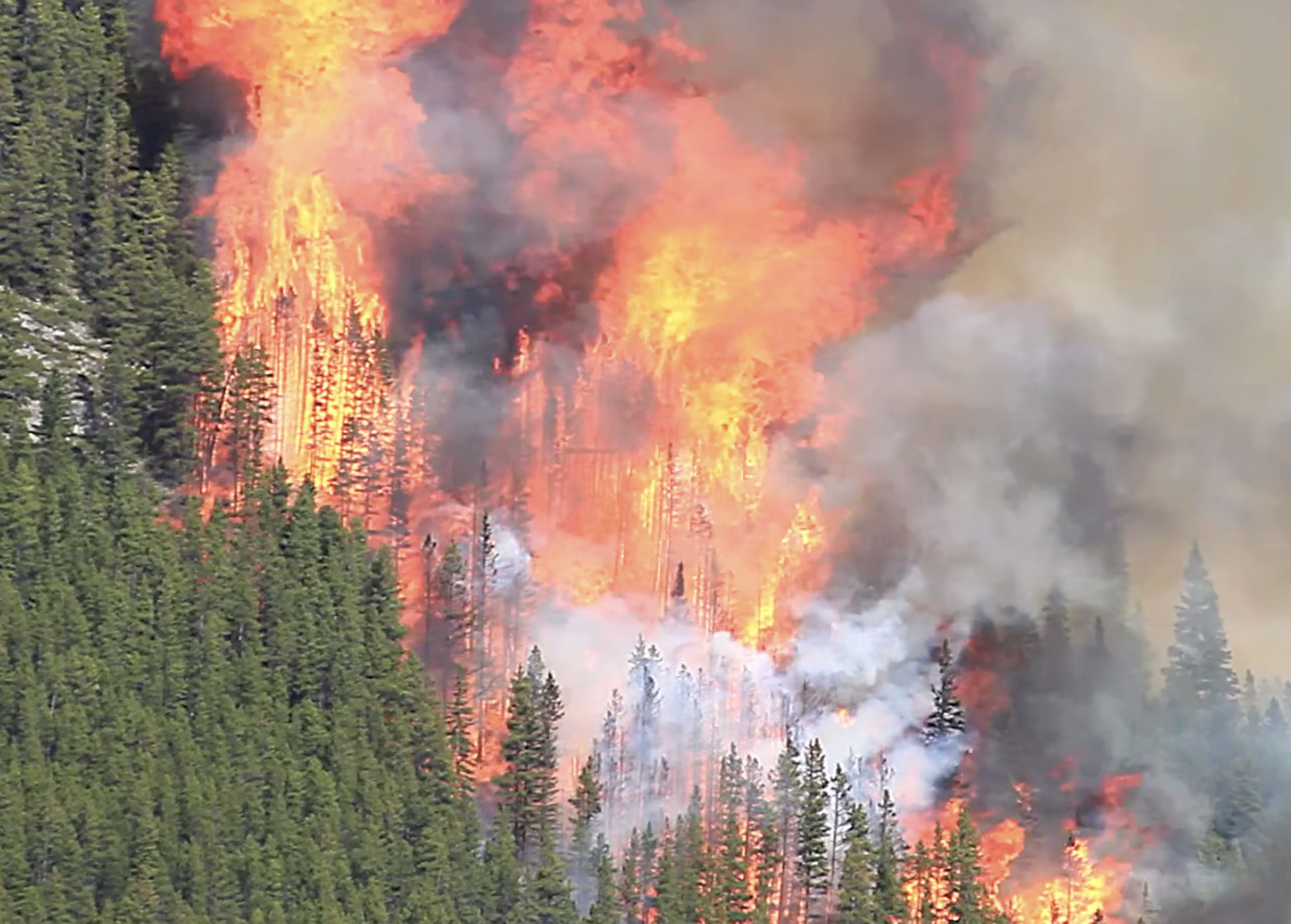 Large forest wildfire burning through dense trees with heavy smoke rising into the sky.
